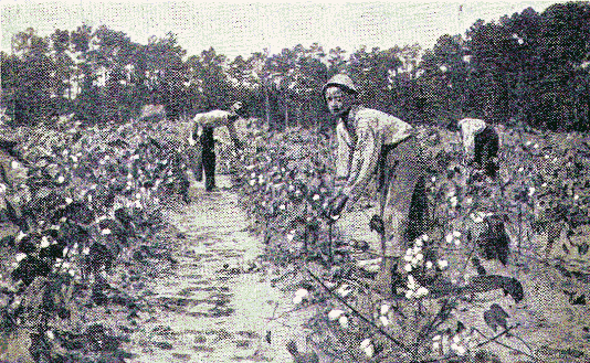 Cotton field