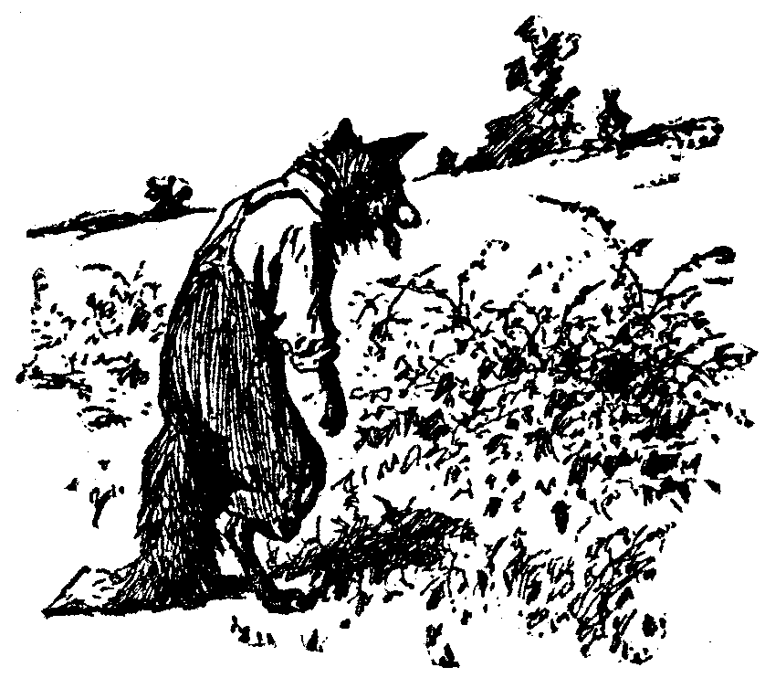 [Illustration] from  by 