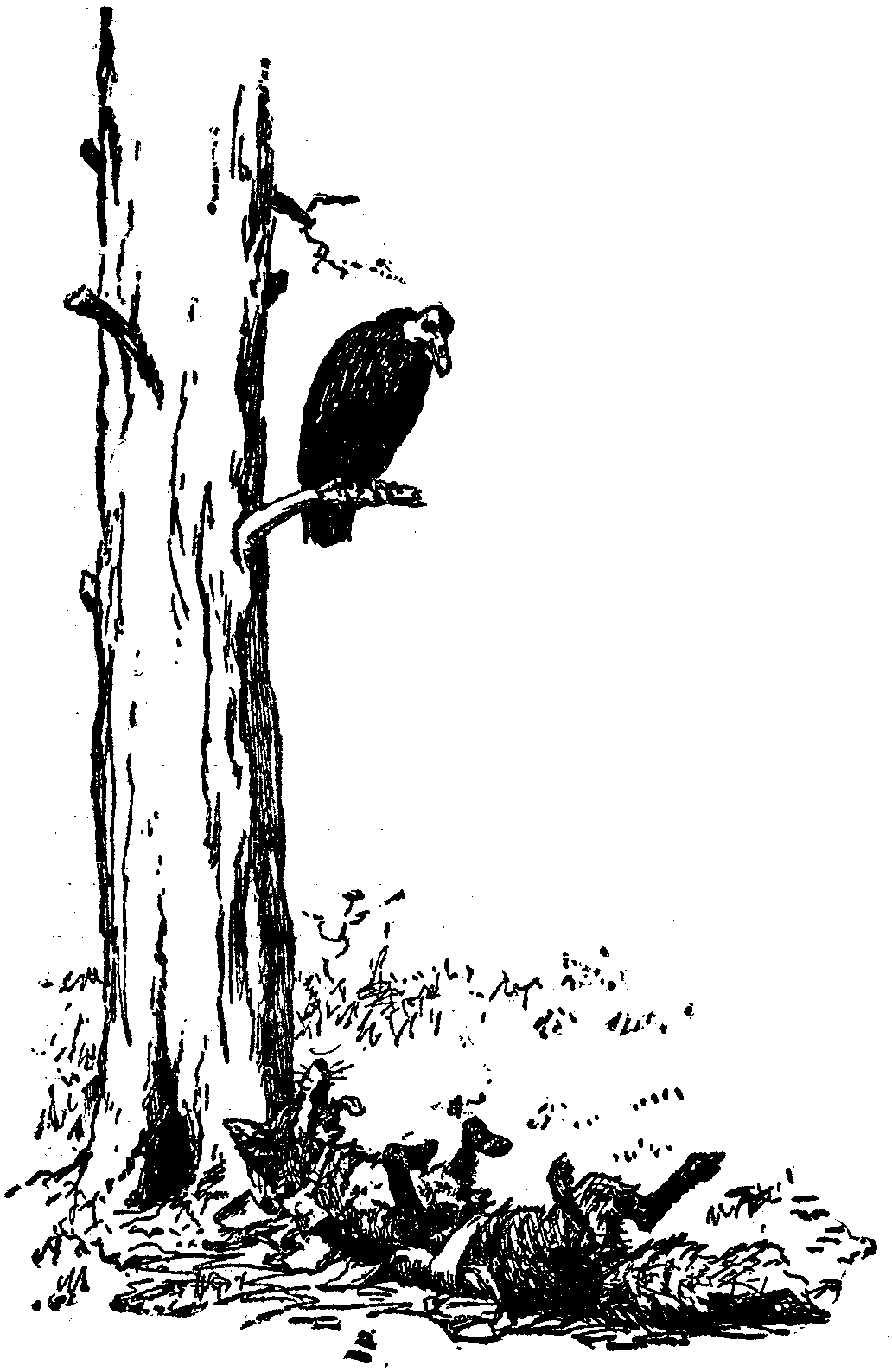 [Illustration] from  by 