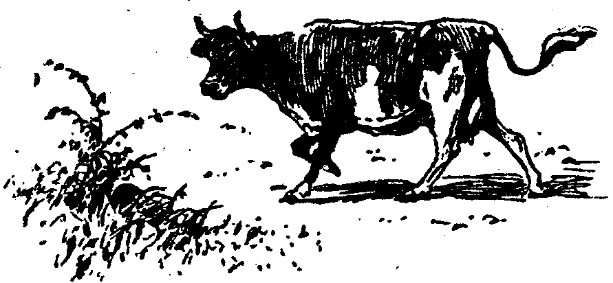 [Illustration] from  by 