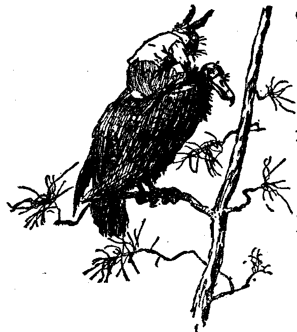 [Illustration] from  by 