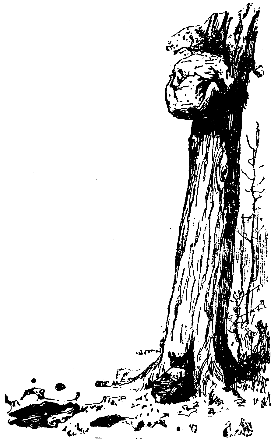 [Illustration] from  by 