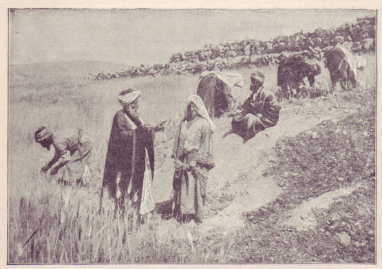 A harvest field in the time of the judges