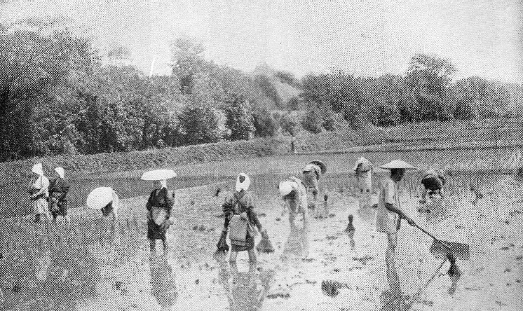 Farmers planting rice