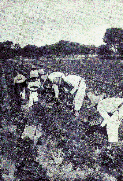 A strawberry field at Irapuato