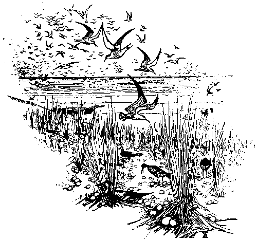 [Illustration] from Richard of Jamestown by James Otis