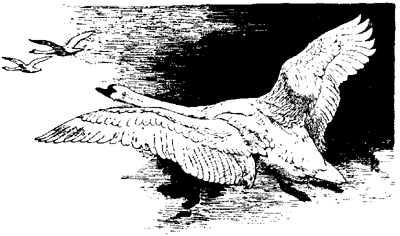 [Illustration] from Richard of Jamestown by James Otis