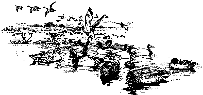 [Illustration] from Richard of Jamestown by James Otis