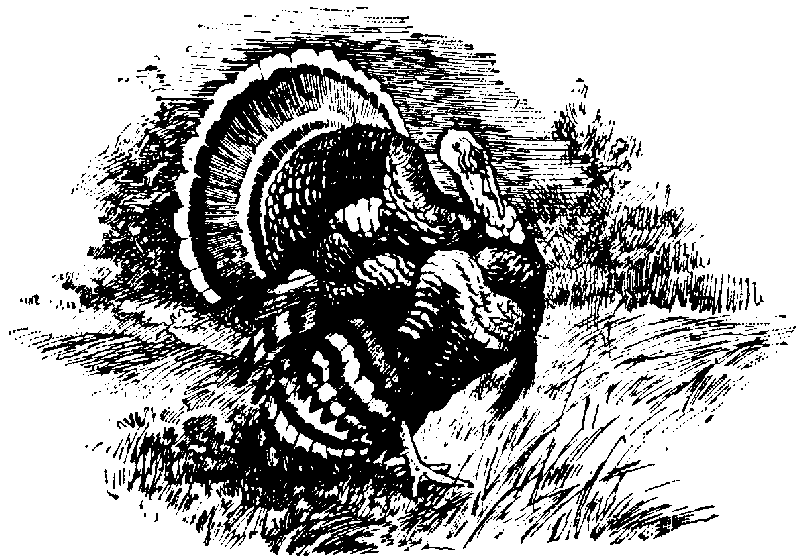 [Illustration] from Richard of Jamestown by James Otis