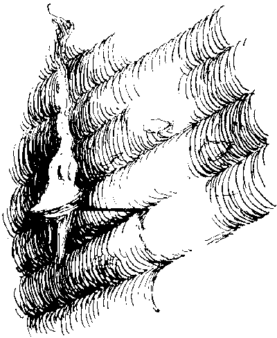 [Illustration] from Richard of Jamestown by James Otis