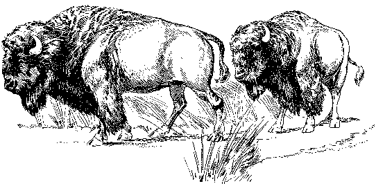 [Illustration] from Antoine of Oregon by James Otis