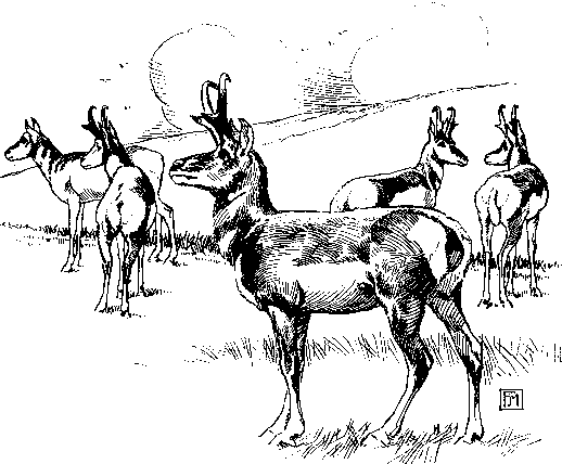 [Illustration] from Antoine of Oregon by James Otis