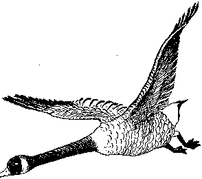 [Illustration] from Mary of Plymouth by James Otis