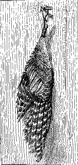 [Illustration] from Mary of Plymouth by James Otis