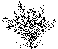 [Illustration] from Mary of Plymouth by James Otis