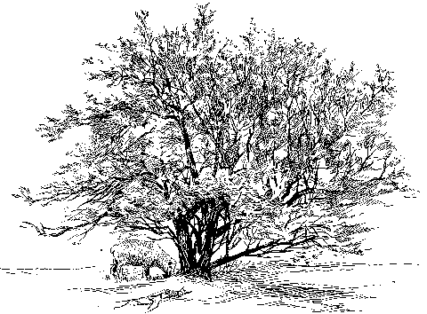 [Illustration] from Philip of Texas by James Otis