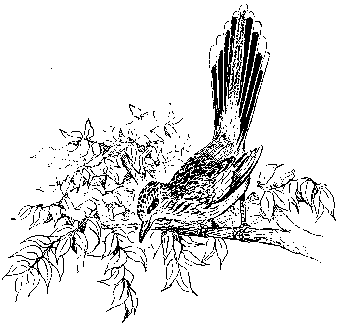 [Illustration] from Philip of Texas by James Otis