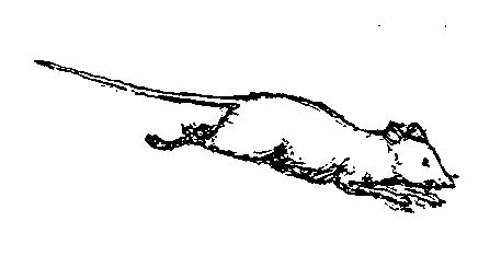 [picture] from Swiss Twins by Lucy F. Perkins