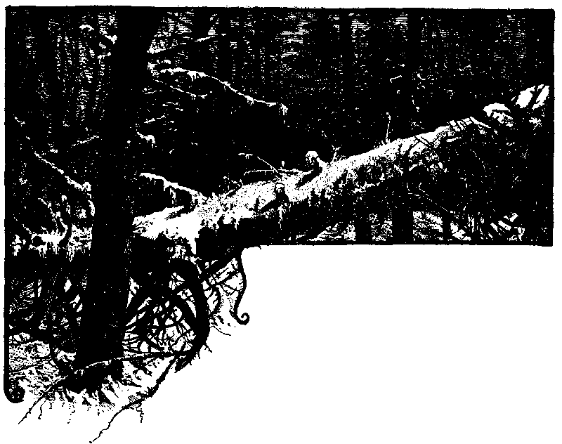 [Illustration] from American History Stories - II by Mara L. Pratt