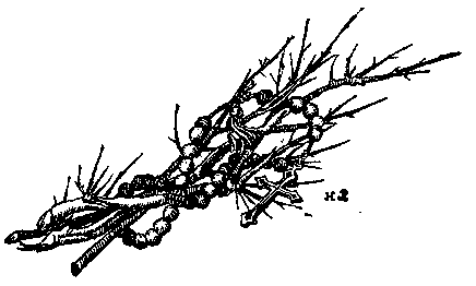 [Illustration] from Otto of the Silver Hand by Howard Pyle