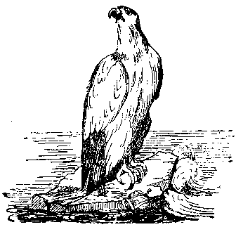 [Illustration] from Church - Later Modern Times by Notre Dame