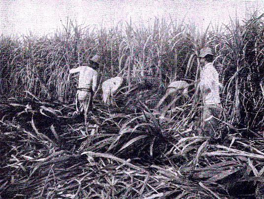 [Illustration] from Our South American Neighbors by G. Southworth