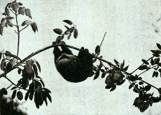 [Illustration] from Our South American Neighbors by G. Southworth