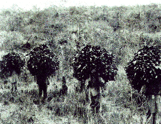 [Illustration] from Our South American Neighbors by G. Southworth