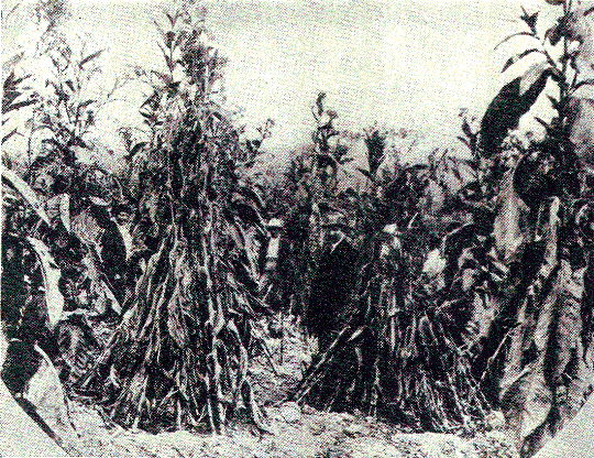 [Illustration] from Our South American Neighbors by G. Southworth