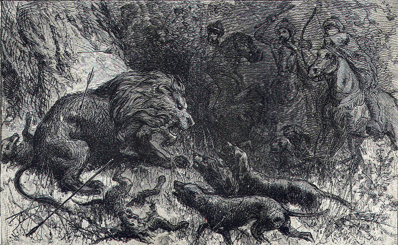 Lion Hunting