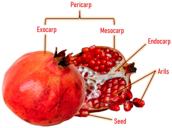 Antioxidants 12 00127 g001 550