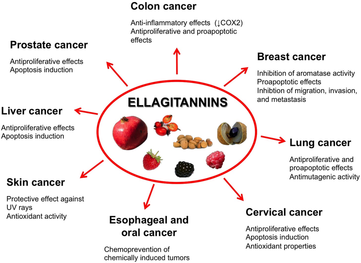 Toxins | Free Full-Text | Ellagitannins in Cancer Chemoprevention and Therapy