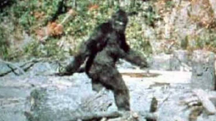 THE PATTERSON BIGFOOT VIDEO FRAME