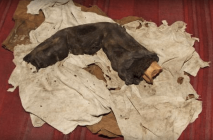 giant mummified finger