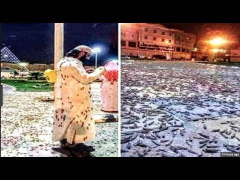 LOCUSTS IN MECCA 1
