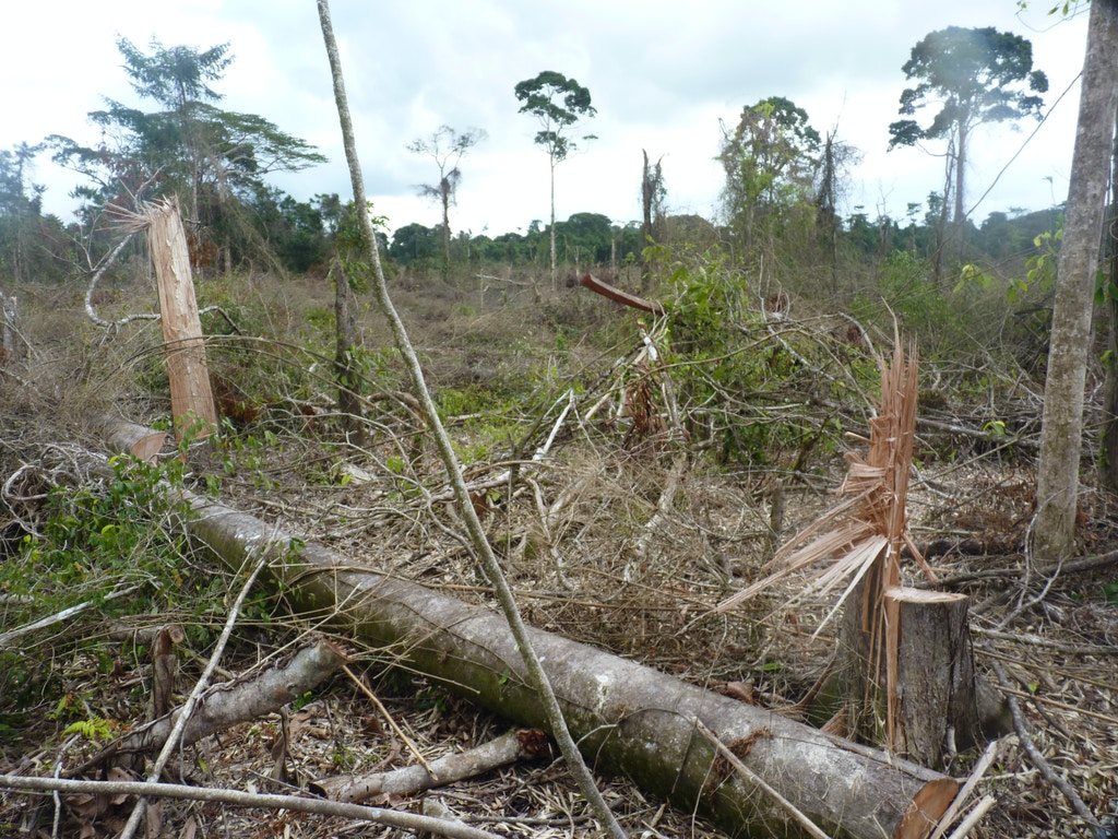 Narcodeforestation in the Rio Platano Biosphere Reserve on Aug. 2, 2015.