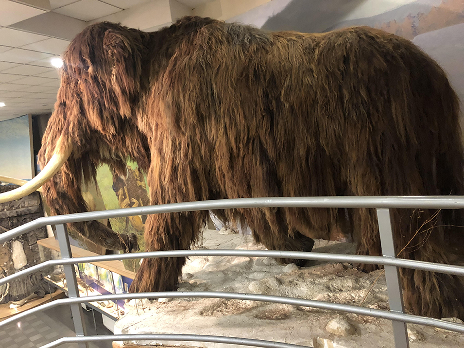 Wooly Mammoth