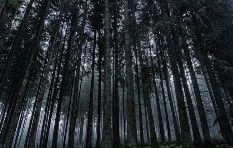 Forests as Carbon Preserves