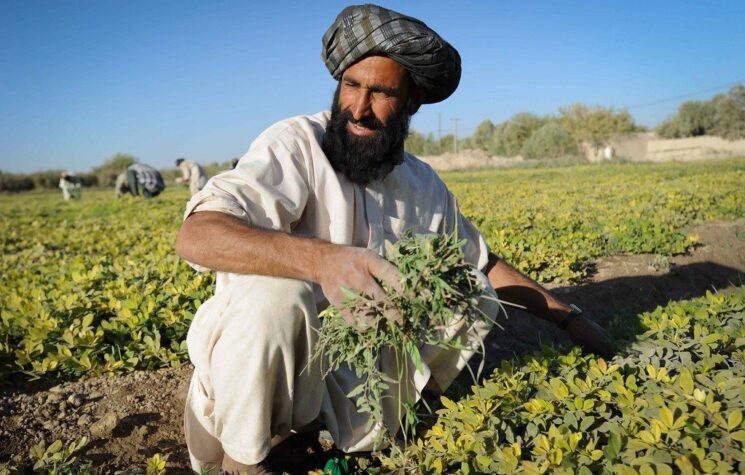 Afghanistan: Where’s the Cash?