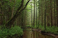 #10: Tarvasjõgi, Kõrvemaa Nature Park, Estonia.