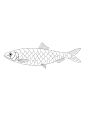 Herring, drawn from life