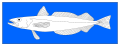 Hake fish (Mer Lucy), drawn from life