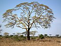 acacia in Tanzania