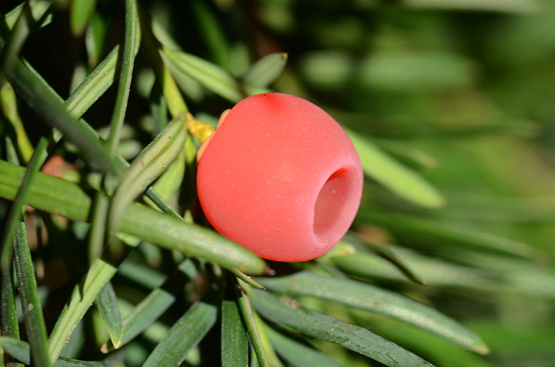 File:Taxus baccata 4567.jpg