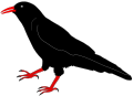 Chough, drawn from life