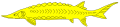 Sturgeon